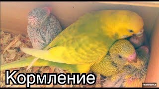 Самка кормит птенцов. Птенцы волнистого попугая