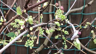 Chocolate vine ( Akebia Quinata ), one of the more exotic fruits totally unaffected by the cold 🥶