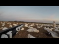 md snow goose hunt 2 27 16