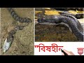 বাংলাদেশ ও পশ্চিমবঙ্গের ১৫টি বিষহীন সাপ top 15 non venomous snakes from bangladesh and west bengal