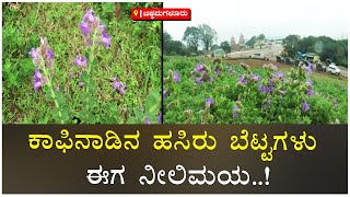 Rare Neelakurinji Flower Blooms In Chikkamagaluru | ಹಸಿರು ಬೆಟ್ಟಗಳು ಈಗ ನೀಲಿಮಯ | Vijay Karnataka