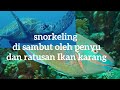 snorkeling di sambut oleh penyu dan ratusan Ikan di maratua island