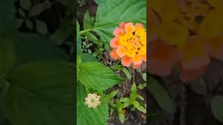 ചട്ടിയിൽ വളർത്തുന്ന അടിപൊളി ഓണ പൂ.... അടിപൊളിonam flower