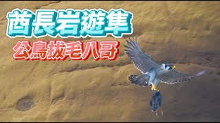 2023年酋長岩遊隼_EP57_公鳥拔毛八哥_Falco peregrinus_2023年5月12日(F)