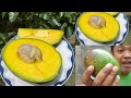 RASA PANEN PERDANA ALPUKAT CUBA DI DEPAN RUMAH/AVOCADO