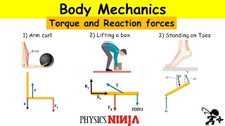 Body Mechanic Physics: Bicep Curl, Lifting a box, and Tiptoe Tendon Force