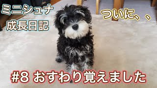 【ミニチュアシュナウザー】ついにおすわりができるようになりました！【成長日記#8】