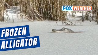 Alligator Spotted In Frozen South Carolina Pond