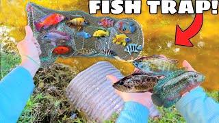 FISH TRAP Catches *UNKNOWN* Colorful Fish in HIDDEN TUNNEL!! (HELP IDENTIFY)