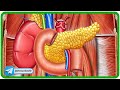 Duodenum Anatomy 3D Animation: Parts, Relations, Blood supply, Nerve supply, and Venous drainage