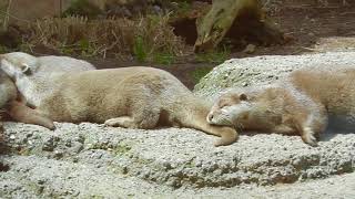 みんなでお昼寝　コツメカワウソ　Asian short-clawed otter　2016 0504