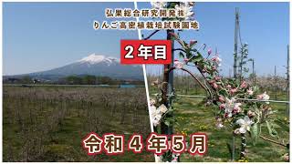 【りんご高密植栽培】　令和３年度定植(２年目)園地　５月