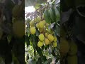 naya litchi fruits new litchi short video