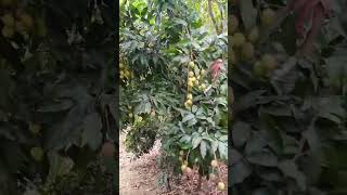 Naya Litchi fruits#new#litchi#short#video