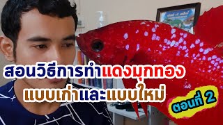 Ep.61 สอนทำปลากัดแดงมุกทองแบบเก่าและใหม่ ตอนที่2 (เลือกทำตามแบบที่ชอบได้เลย) By betta hut