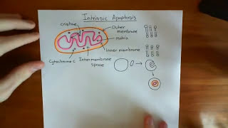 The Intrinsic Pathway of Apoptosis Part 1