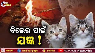 Special Report: Bhagwat Gita Havan Performed For Lost Cat | ଯାଜପୁରରୁ ଆସିଲା ବିଲେଇ ପାଇଁ ଯଜ୍ଞର ଖବର !