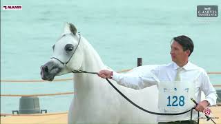 N 128 HAOUAYEL AL SHAQAB   KIAHF 2024   Arabian Peninsula Horse Show   Mares 7 10 Years Old Class 8