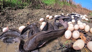 OMG - catch a lot of fish and pick duck eggs in pool in rice field catch a lot of by hand skills