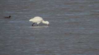 ヘラサギ若/Eurasian Spoonbill