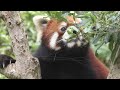 レッサーパンダ　リーファちゃん　屋外に出られる季節になったね　【のんほいパーク】red panda leafa chan toyohashi zoo