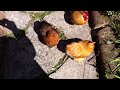 chickens running to meet me