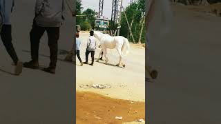 Fully pure white #horse walksback home in eveningAll viewers suprising seeing its whiteness\u0026 bright