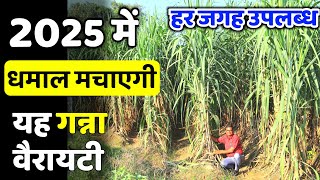 2025 में धमाल मचाएगी यह गन्ना वैरायटी | Ganna Variety | Ganne Ki Kaunsi Variety