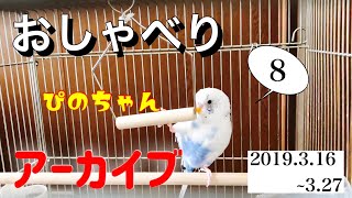 「いっぱいしゃべるよ∧( 'Θ' )∧」おしゃべり大好きセキセイインコのぴのちゃん おしゃべりと成長の記録 アーカイブ その８