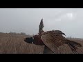 pheasant hunting in 30mph wind *3 man limit in 1hr* ep. 5