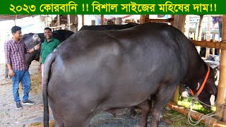 2023 কোরবানি উপযোগী বিশাল সাইজের মহিষের দাম দর || গাবতলী গরুর হাট ২০২৩ || কৃষি ঘর