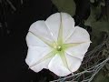 moonflower blooming