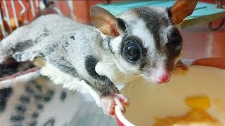 【元ペットショップ店員】フクロモモンガは子作りや子育てどうしてるのっ？？Child-making and parenting of sugar gliders.