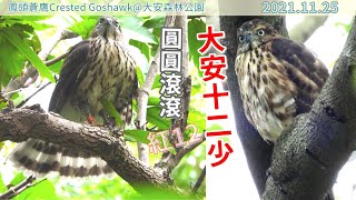 20211125 圓圓滾滾大安十二少（紅12）！【大安森林公園鳳頭蒼鷹Crested Goshawk】