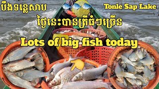 ថ្ងៃនេះបានត្រីឆ្កោកធំច្រើន || Lots of big fish today || Freshwater Fish Market KH [Ep.41]