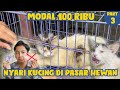 MODAL 100 RIBU MAKSAIN BELI KUCING DIPASAR HEWAN - PART 3