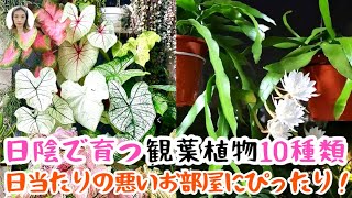 日陰で育つ観葉植物おすすめ10選！日光を浴びすぎると枯れる？！日陰でも元気いっぱい育つポイントを徹底解説！｜花子