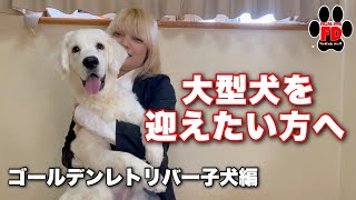 大型犬の子犬を飼いたい方へ【ゴールデンレトリバー子犬編】