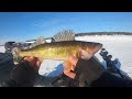 ice fishing for finicky walleyes and bass underwater footage