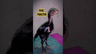 Pure Aseel Thai Pakoya Chick #aseel #aseelmurga #rooster #chicken #murga #trending #shorts #birds