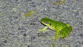 鮮やかな緑色のアマミハナサキガエル　Amami tip-nosed frog 奄美大島