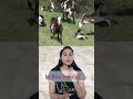 Fainting goats , Genetic conditions  #facts #shorts #science #goat