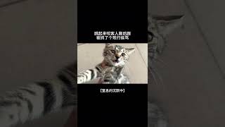 用猫语—教育不听话的小皮猫 猫咪 猫语 猫猫教 训猫日常