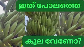 എങ്ങിനെയാണ് എനിക്ക് സൂപ്പർ കുല കിട്ടിയതും അതിന്റ നടീൽ രീതിയും ഒന്ന് കണ്ടു നോക്കൂ 👌👌👌