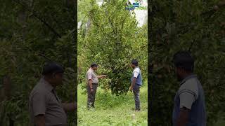 How to Irrigate Nutmeg Trees?