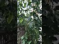 jom kenali pokok herba part 1 pokok bismillah ketum cina … pahit tapi khasiat tinggi