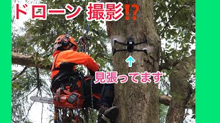 ドローン撮影！？　arborist　treework　treeclimbing