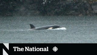 Up close with orca rescue team in B.C.