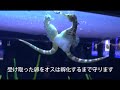 ポットベリー求愛～産卵（沼津港深海水族館）