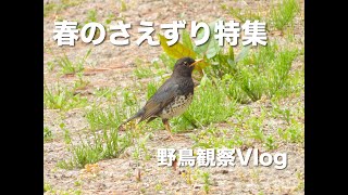 【野鳥観察Vlog】春のさえずり特集 〜クロツグミ、キビタキ、コサメビタキ、ホオジロなど